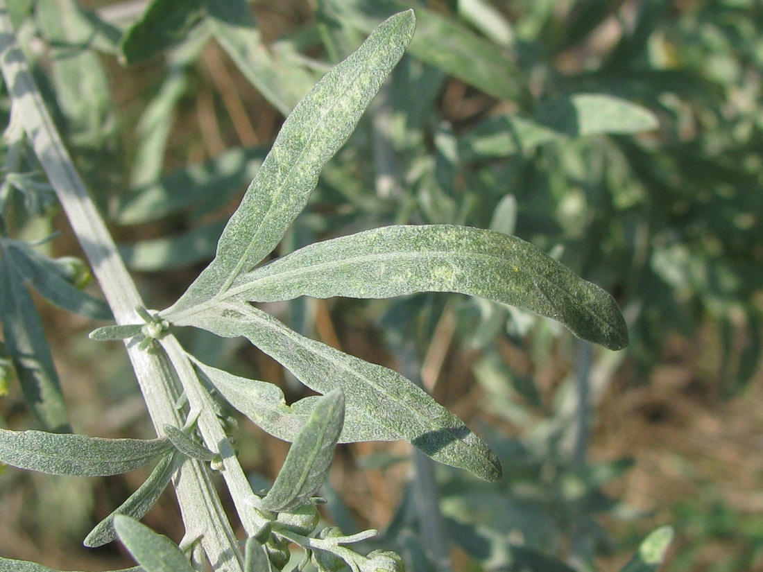 Изображение особи Artemisia absinthium.