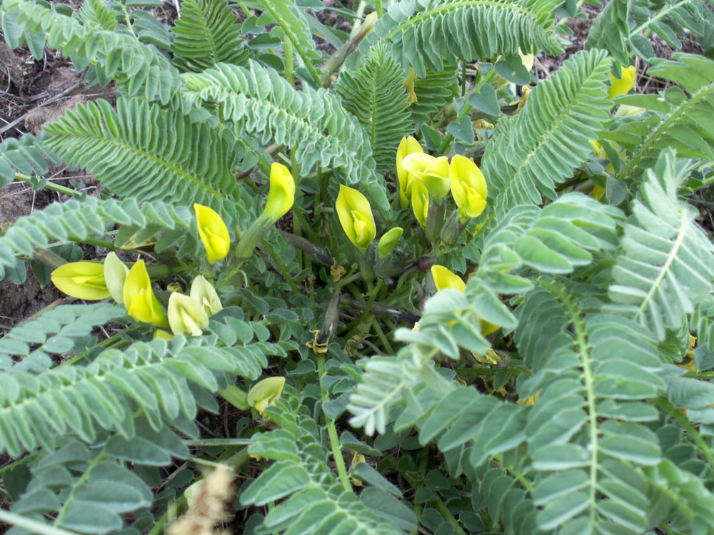 Изображение особи род Astragalus.