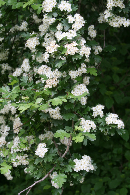 Изображение особи Crataegus pseudoheterophylla.