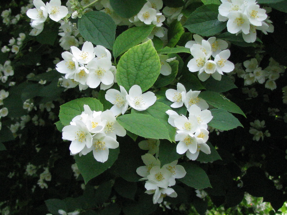 Image of Philadelphus coronarius specimen.