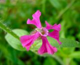 Silene palaestina