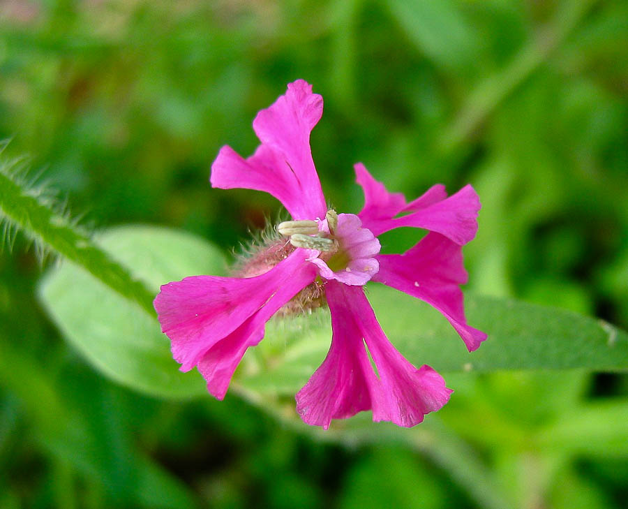 Изображение особи Silene palaestina.