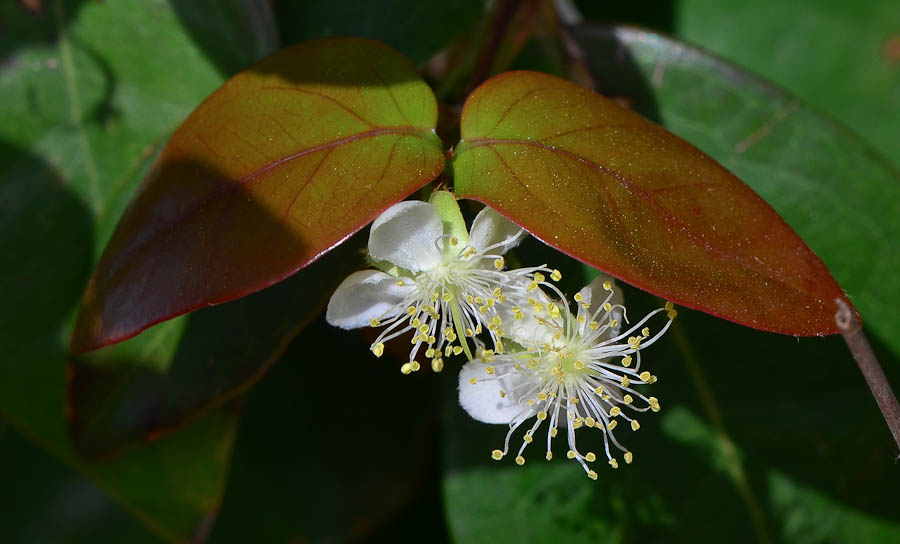 Image of Eugenia uniflora specimen.