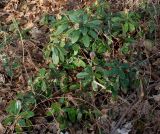 Euphorbia amygdaloides. Растения в начале цветения. Германия, г. Кемпен, у прогулочной дорожки. 22.03.2013.