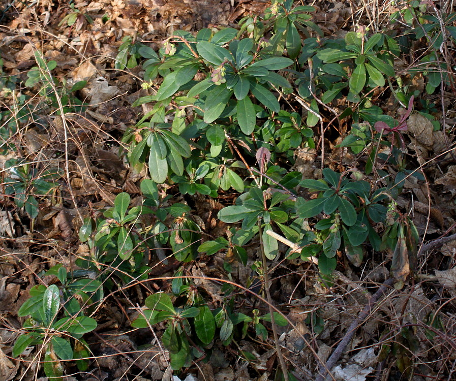 Изображение особи Euphorbia amygdaloides.