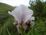 Iris lortetii