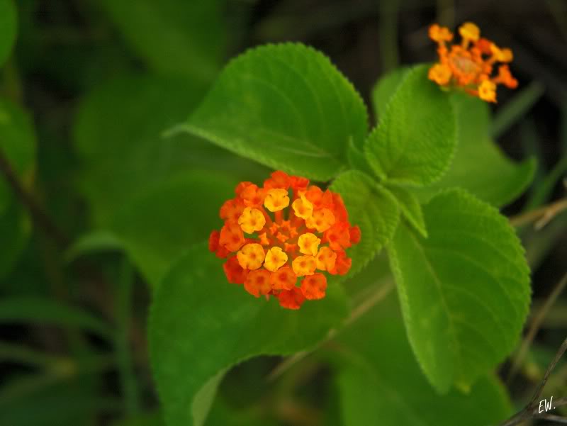 Image of Lantana camara specimen.