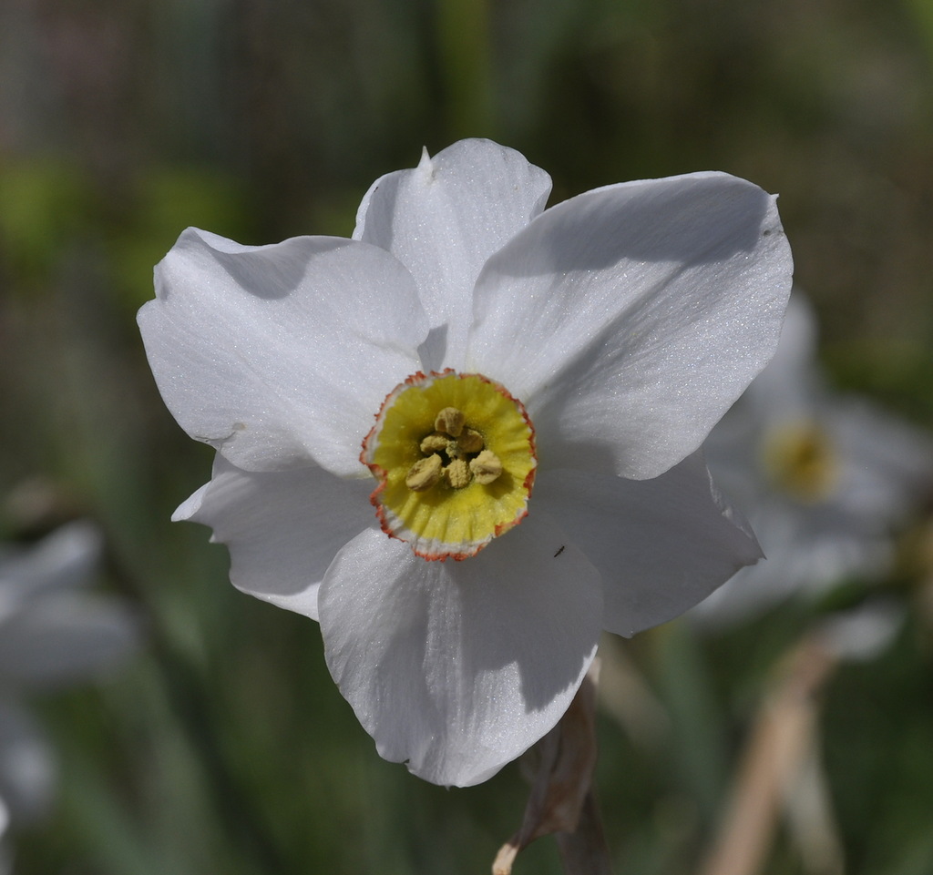 Изображение особи Narcissus poeticus.