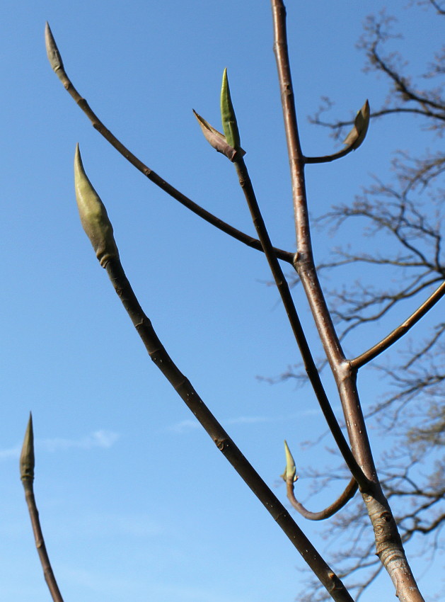 Image of Magnolia tripetala specimen.