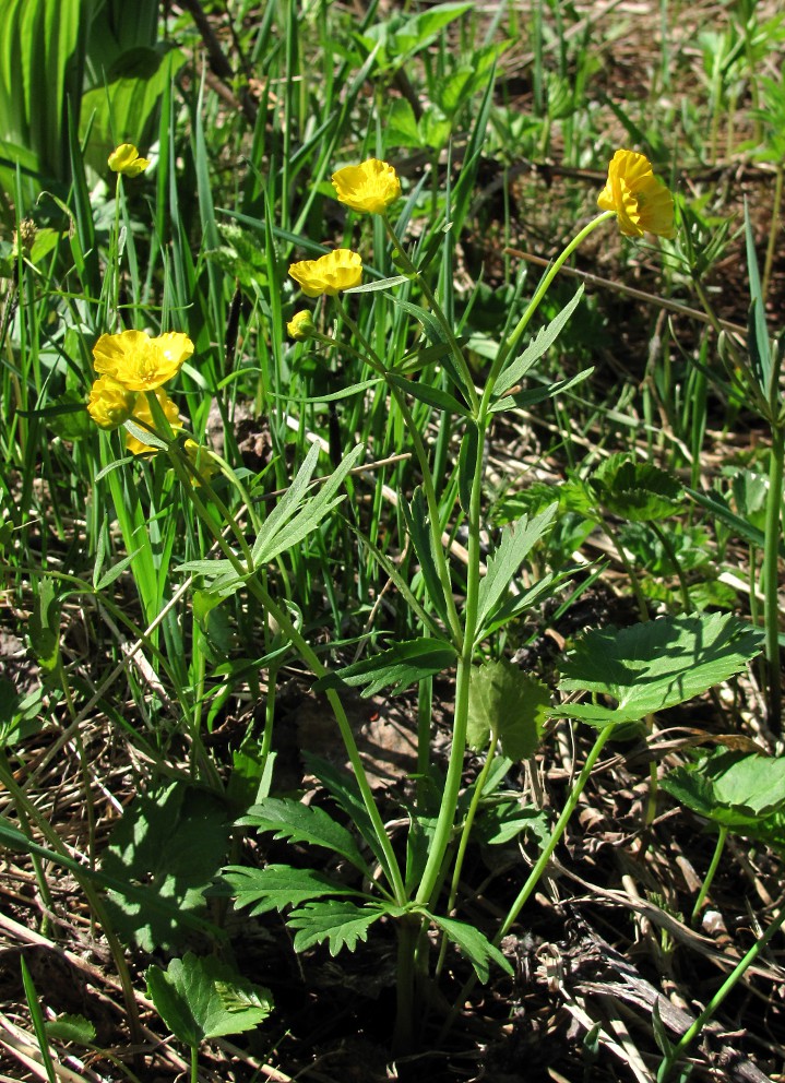 Image of Ranunculus cassubicus specimen.