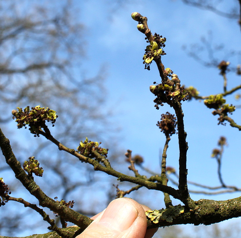 Image of Ulmus minor specimen.