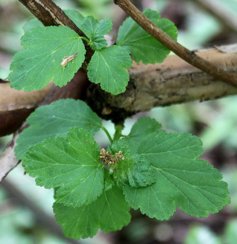 Изображение особи Physocarpus amurensis.