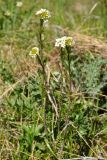 Cardamine uliginosa. Цветущие растения. Армения, Вайоц Дзор, окр. монастыря Спитакавор. 02.05.2013.