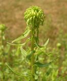 Grindelia squarrosa. Верхушка расцветающего растения. Украина, г. Запорожье, балка Партизанская, луг. 28.06.2013.