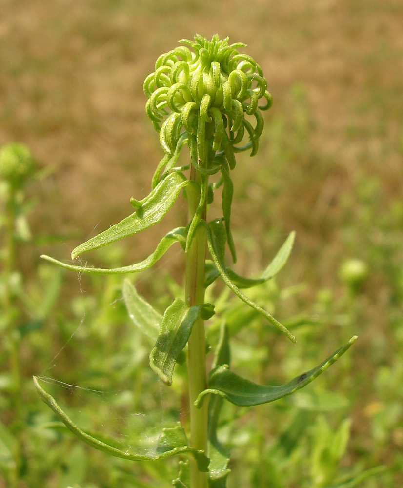 Image of Grindelia squarrosa specimen.
