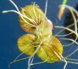 Spirodela polyrhiza. Растение на поверхности воды (вид снизу). Татарстан, Бавлинский р-н. 16.07.2013.