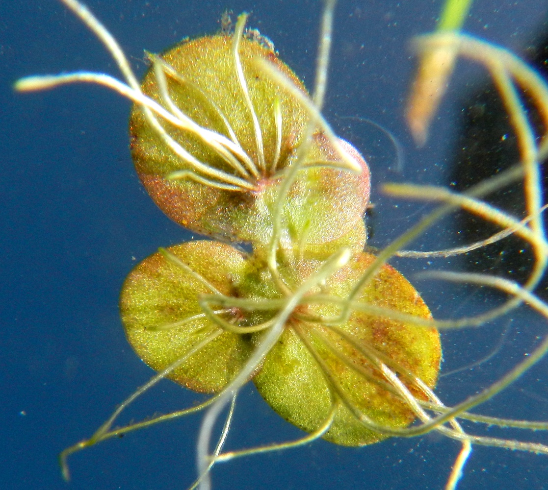 Image of Spirodela polyrhiza specimen.