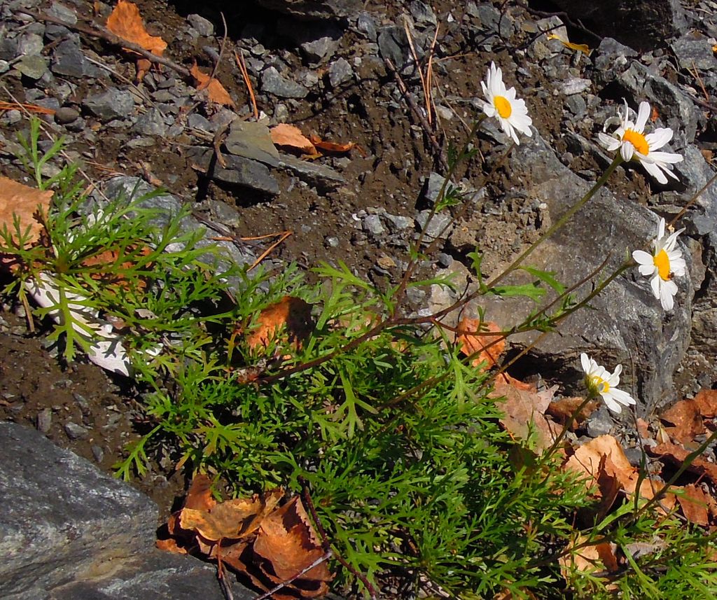 Image of Chrysanthemum zawadskii specimen.