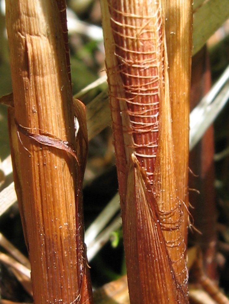 Изображение особи Carex atherodes.