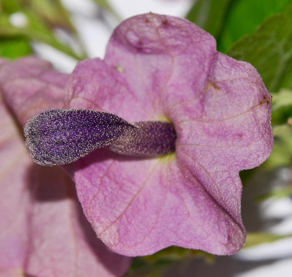 Image of Karomia speciosa specimen.