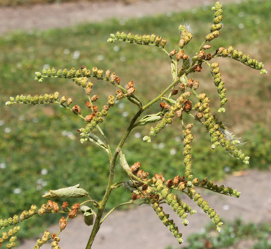Image of Boykinia rotundifolia specimen.