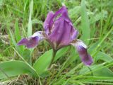 Iris pumila