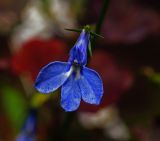 Lobelia erinus. Цветок. Московская обл., Раменский р-н, окр. дер. Хрипань, садовый участок. 11.09.2013.