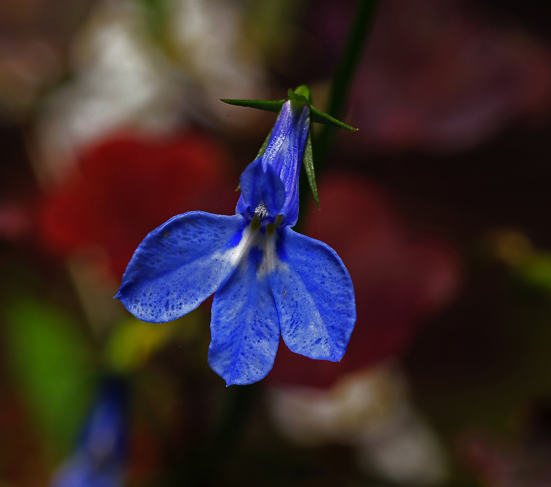 Image of Lobelia erinus specimen.