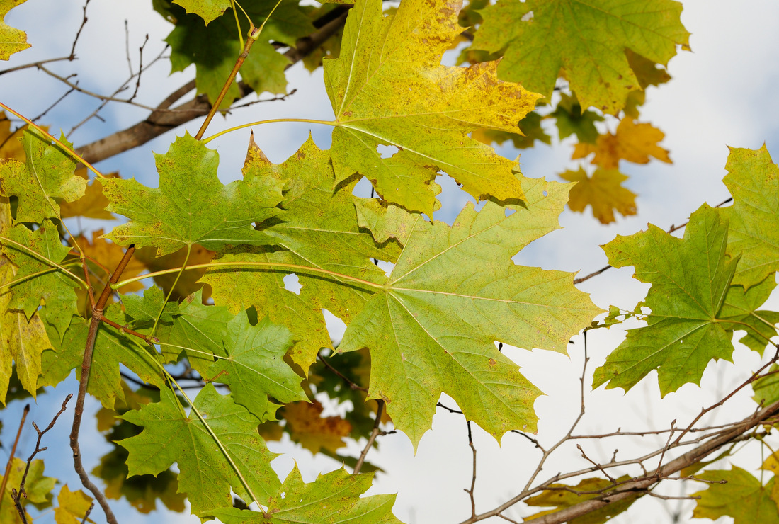 Image of Acer platanoides specimen.