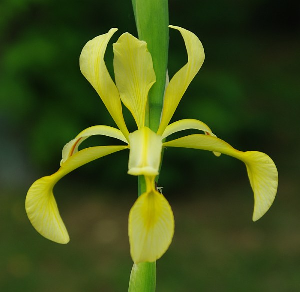 Изображение особи Iris halophila.