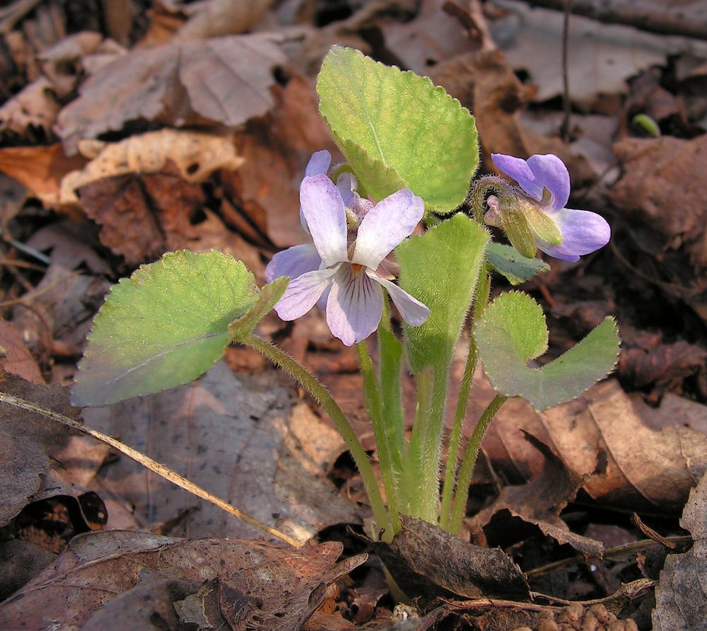 Image of Viola brachysepala specimen.