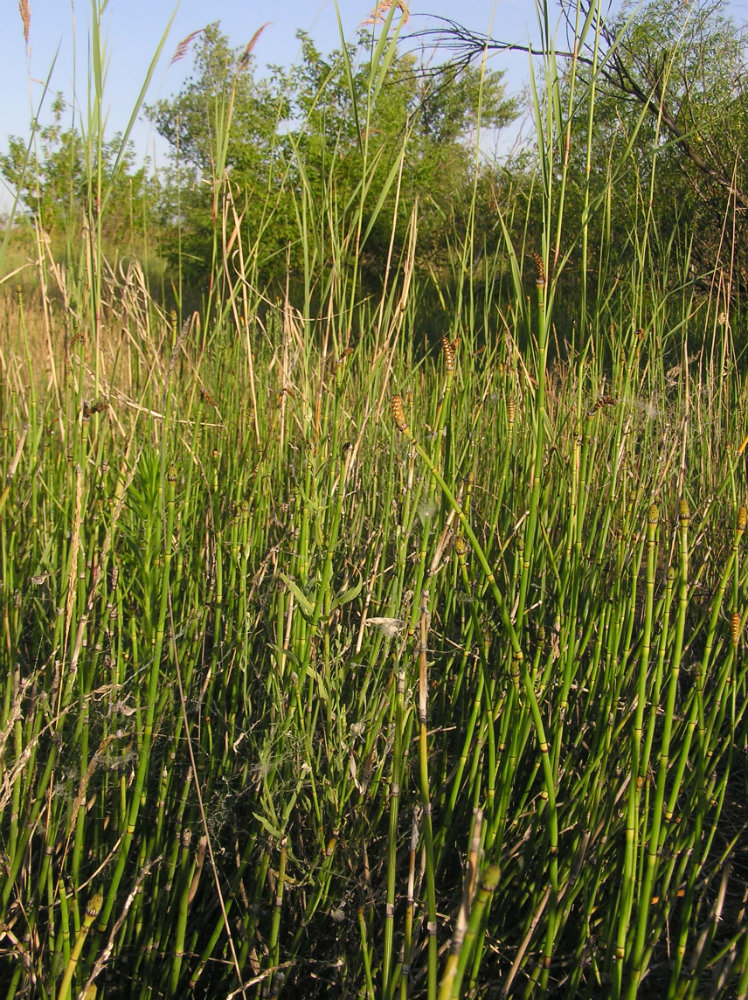 Изображение особи Equisetum &times; moorei.