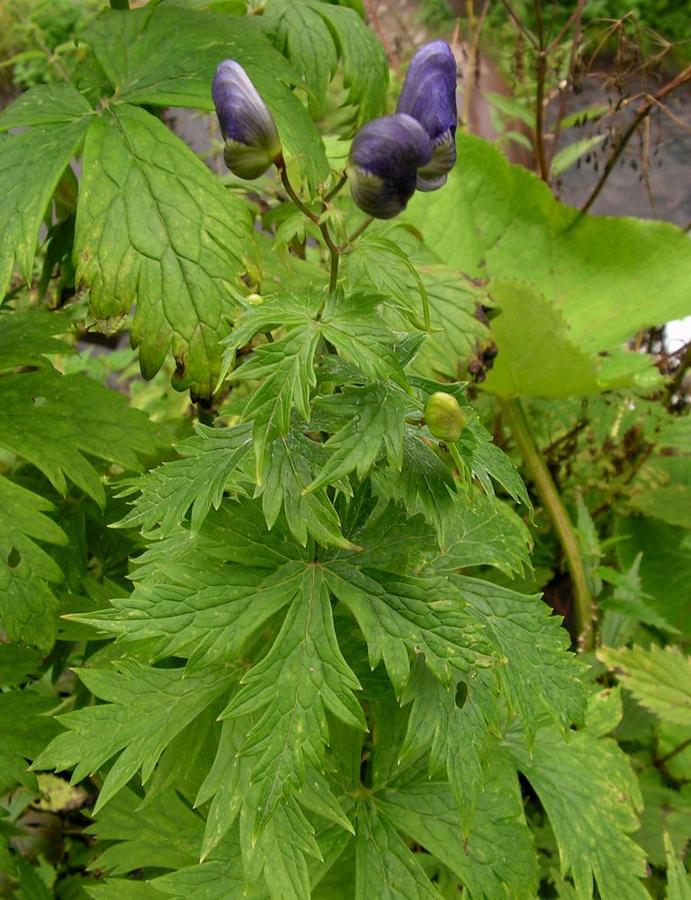 Изображение особи Aconitum fischeri.