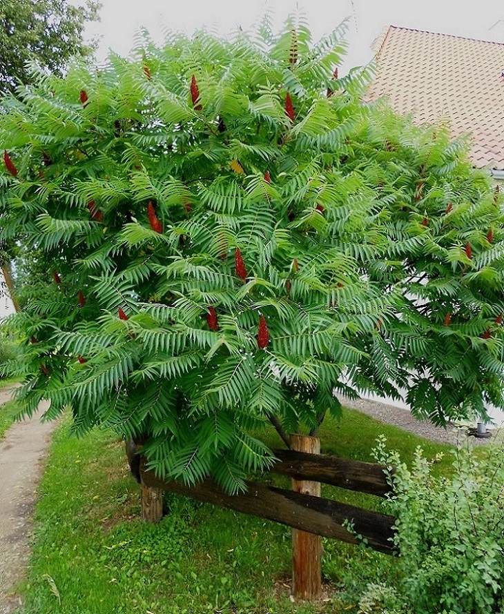 Изображение особи Rhus typhina.