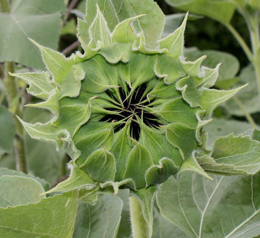 Изображение особи Helianthus annuus.