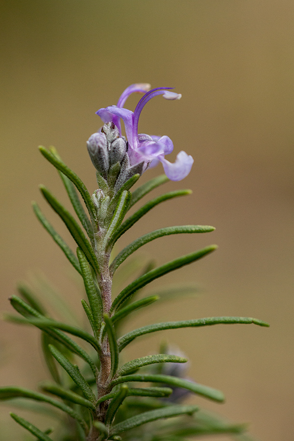 Image of Rosmarinus officinalis specimen.