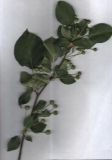 Malus baccata