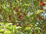 Arbutus andrachne