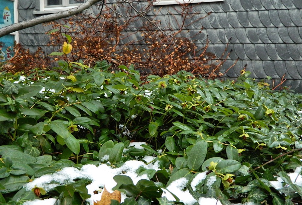 Image of Hypericum calycinum specimen.