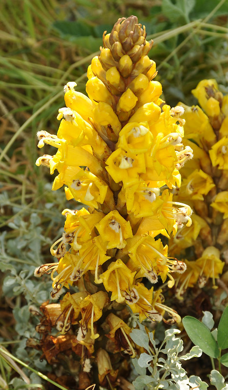 Image of Cistanche tubulosa specimen.