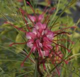 Grevillea longistyla