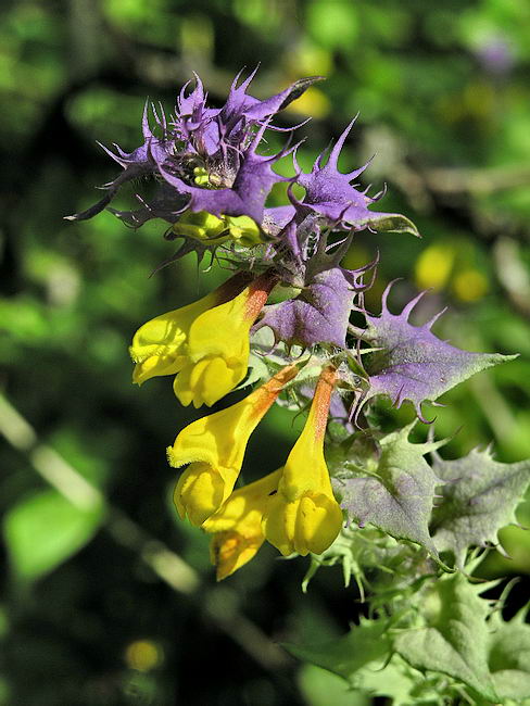 Изображение особи Melampyrum nemorosum.