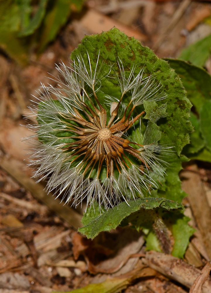 Изображение особи Urospermum picroides.