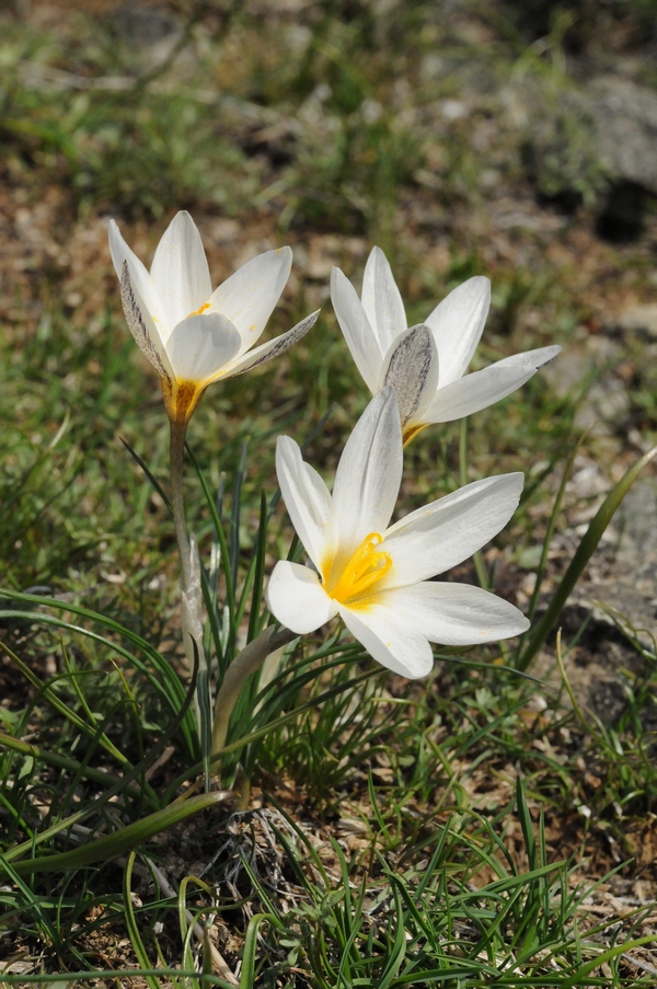 Изображение особи Crocus alatavicus.