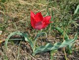 Tulipa suaveolens