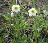 Anemone sylvestris. Цветущие растения. Восточнй Казахстан, северо-восточные окр.г.Усть-Каменогорск, склон сопки. 12.05.2008.