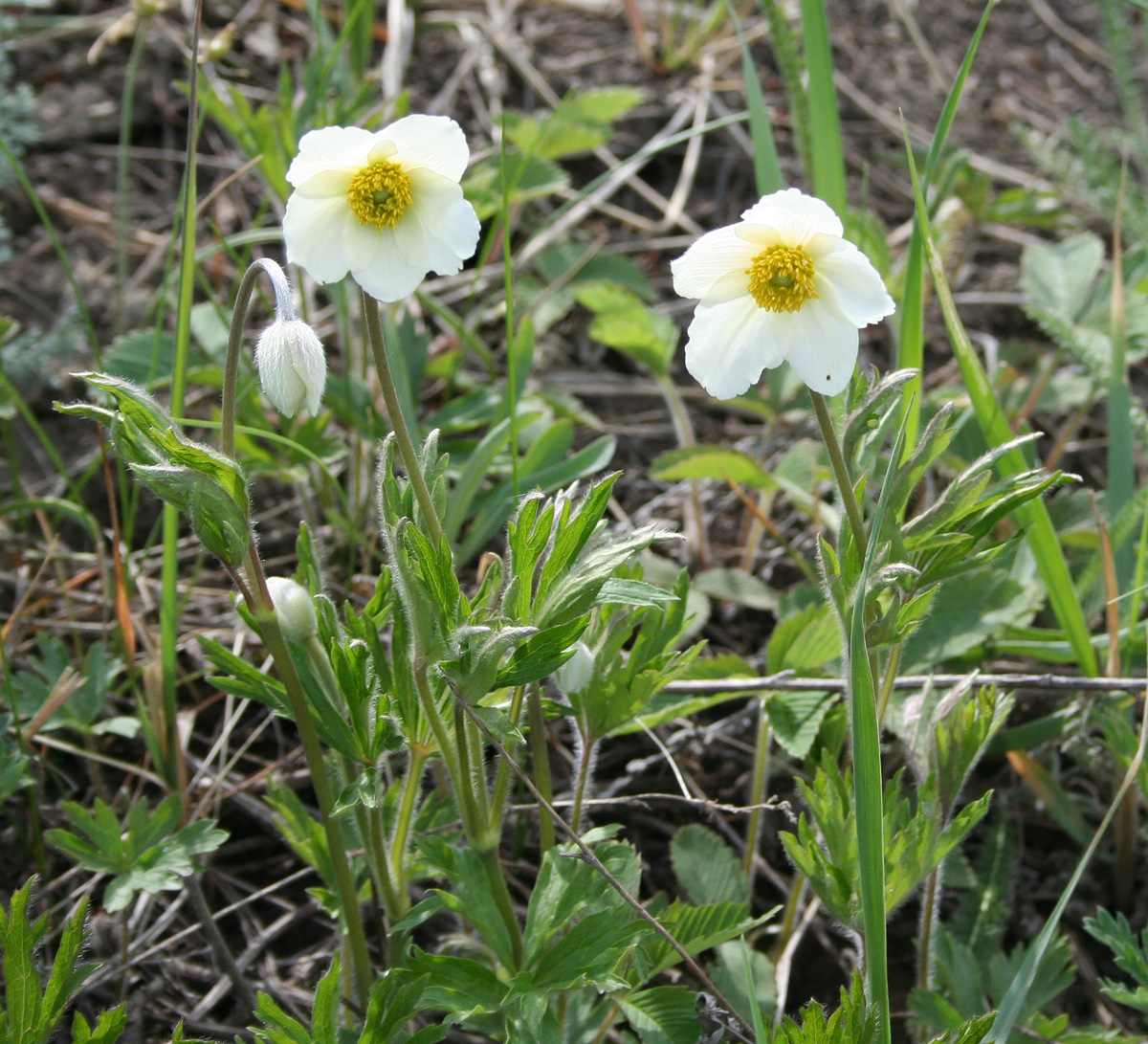 Image of Anemone sylvestris specimen.