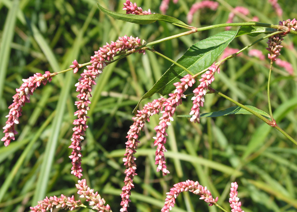 Image of Persicaria maculosa specimen.