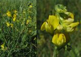 Lathyrus pratensis. Цветущее растение на сыром лугу и соцветие. Нидерланды, окрестности Гронингена. Июль 2006 г.