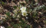 Convolvulus secundus. Цветущее растение на приморском псаммофитном лугу. Израиль, Большой Тель-Авив, г. Рамат-Авив, пустырь на песках за аэродромом. 27.03.2014.